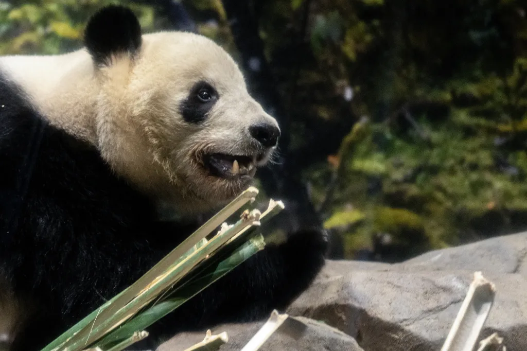 Giant pandas, native to southwestern China, serve as an unofficial mascot. Beijing lends them to other countries as a sign of goodwill and as part of research and conservation programs.