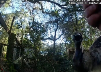 Runaway Emu Leads Florida Corporal in 45-Minute Police Chase