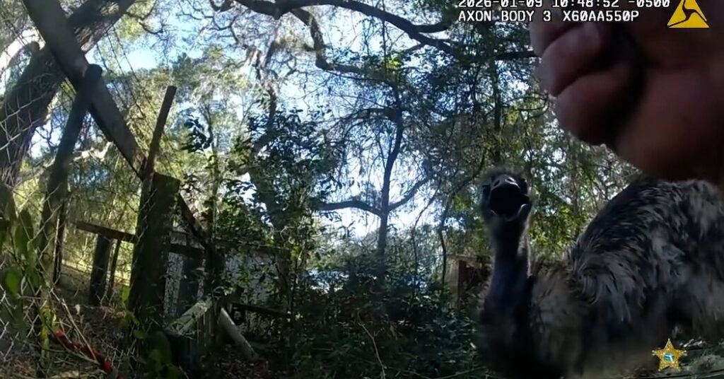 Runaway Emu Leads Florida Corporal in 45-Minute Police Chase