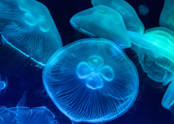 Jellyfish Sleep Kind of Like Humans. Here’s What That Tells Us