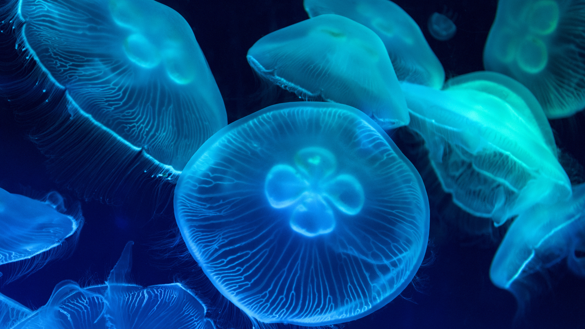 Jellyfish Sleep Kind of Like Humans. Here’s What That Tells Us