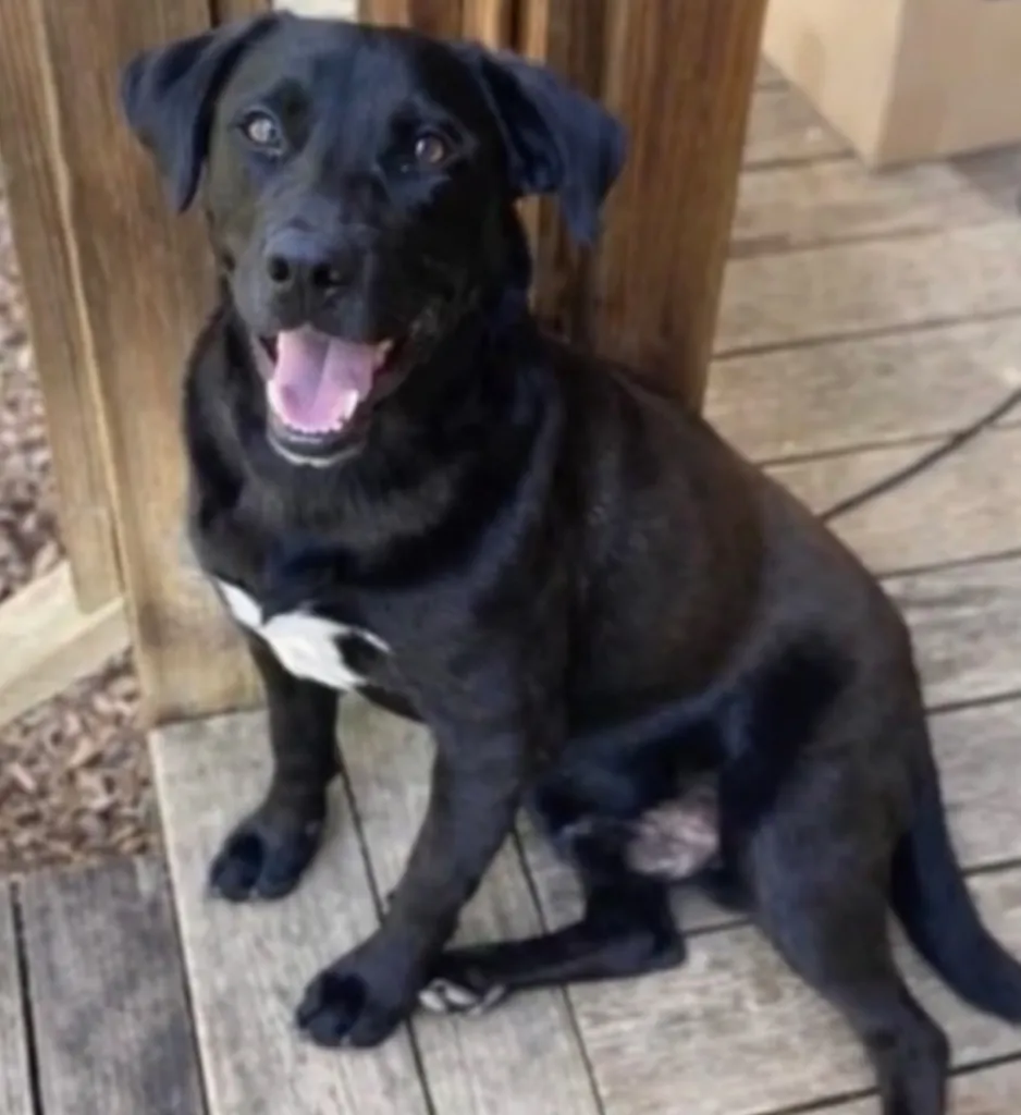 A black dog with a white chest sitting on a wooden deck.