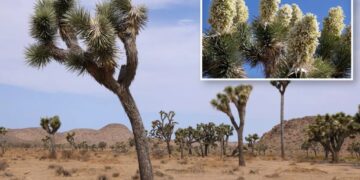 Iconic Joshua trees bloomed earlier than usual this year — and it could spell trouble for a little-known bug