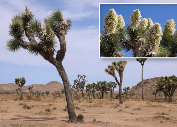 Iconic Joshua trees bloomed earlier than usual this year — and it could spell trouble for a little-known bug