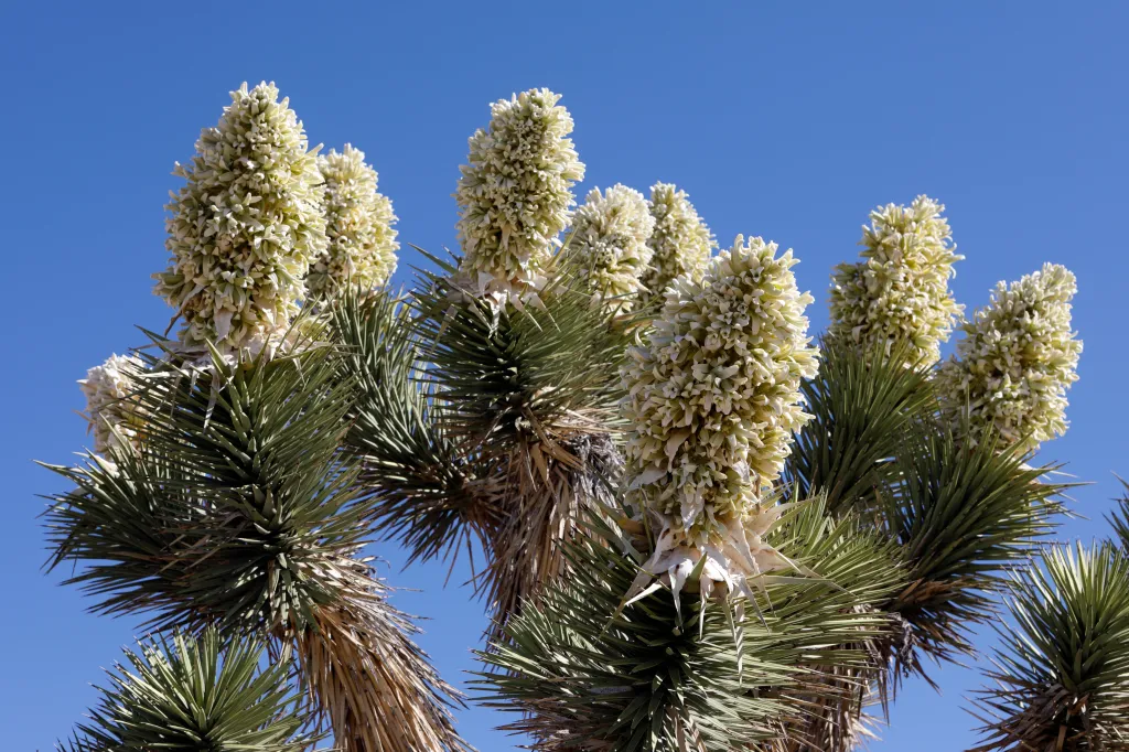Joshua Tree (Yucca brevifolia) in bloom.