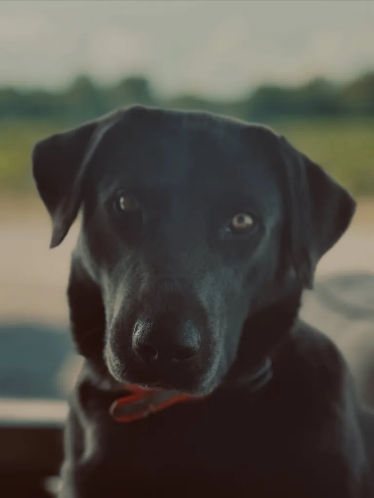 Black dog with an orange collar staring into the camera.