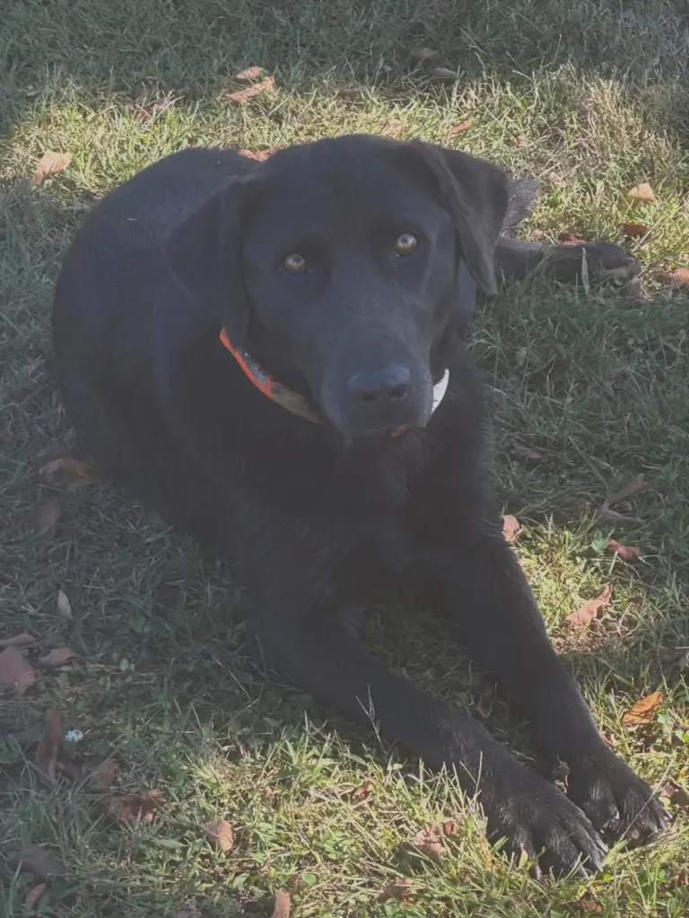 Black Labrador Retriever dog lying on green grass.