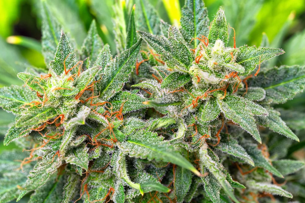 Close-up of cannabis plant buds, with green leaves, orange hairs, and visible trichomes.