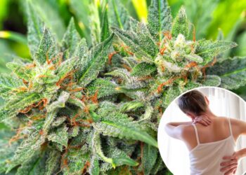 Medical marijuana’s pain promise is under fire — again