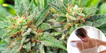 Medical marijuana’s pain promise is under fire — again