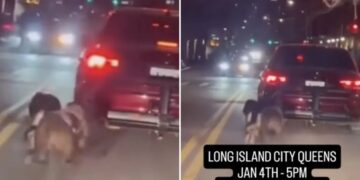 Heartless monster drags 2 dogs behind car in front of shocked NYC bystanders, disturbing video shows 