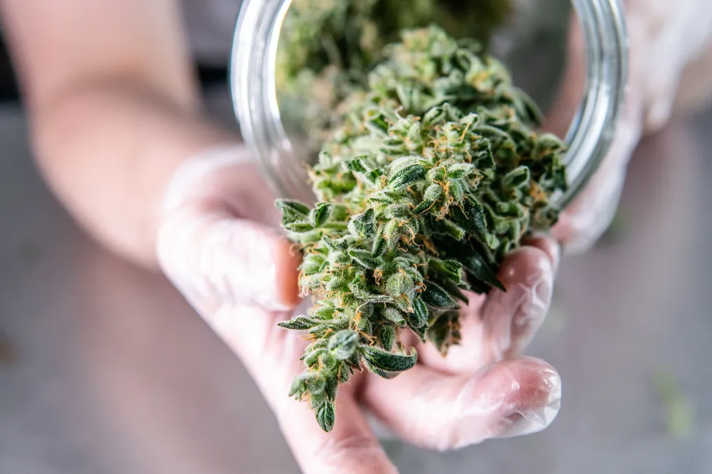 Gloved hands holding a glass jar filled with fresh cannabis buds.
