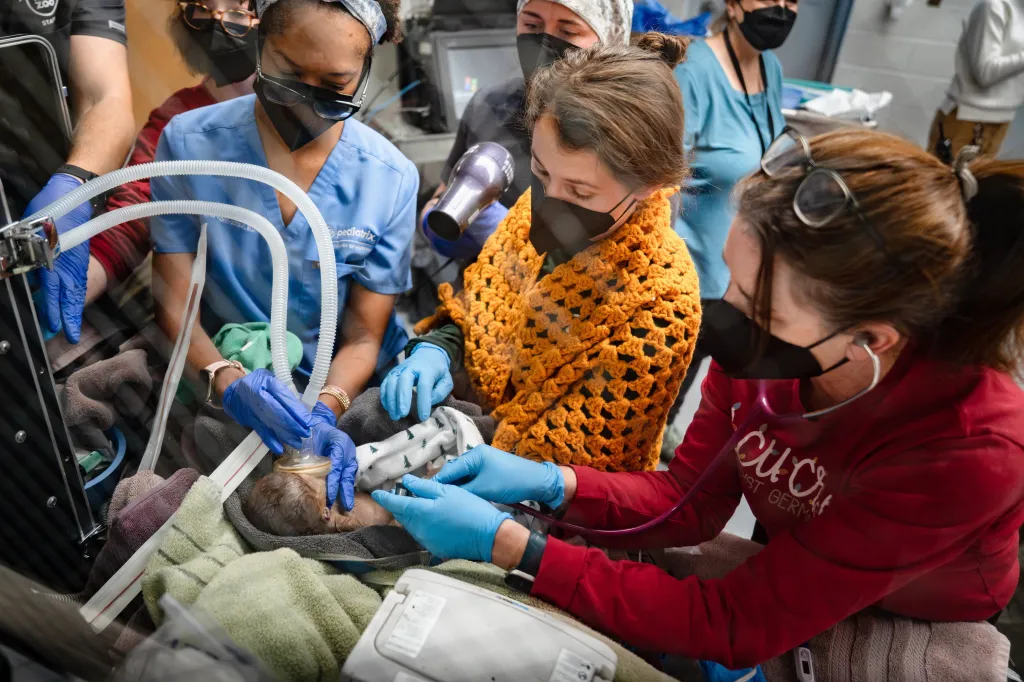 Memphis Zoo staff tending to newborn baby orangutan Ruhana after a C-section birth.