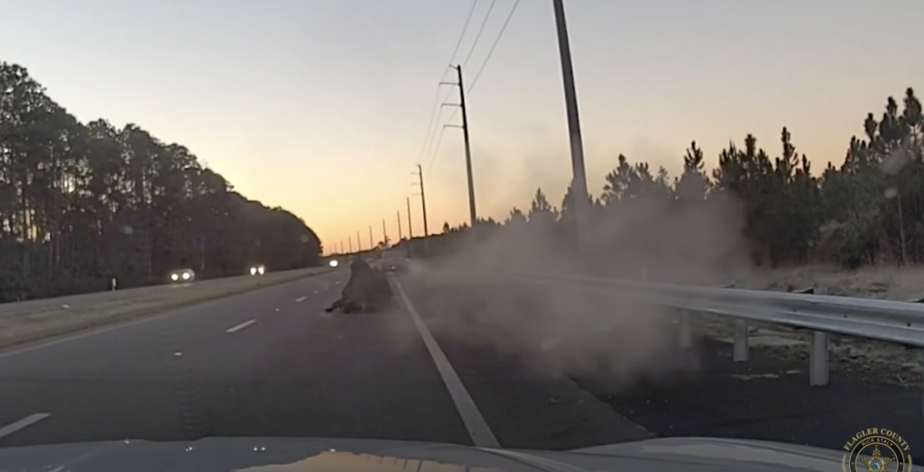 A large wild animal lies on the highway as dust rises from the impact with a car.