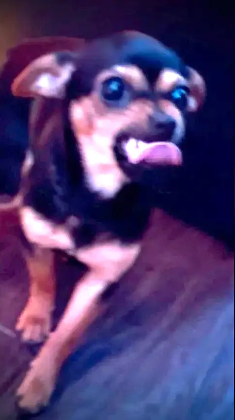 Miniature Doberman pinscher named Money.