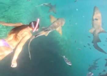 Gruesome video captures moment shark chomps on snorkeler’s thigh: ‘I felt him shaking my leg’