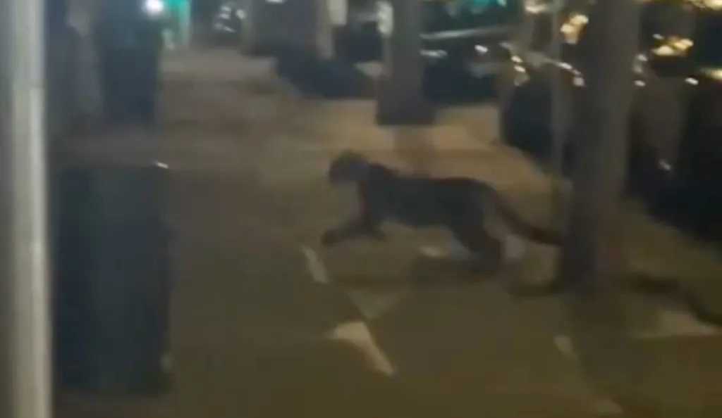 A mountain lion runs on a city sidewalk at night.