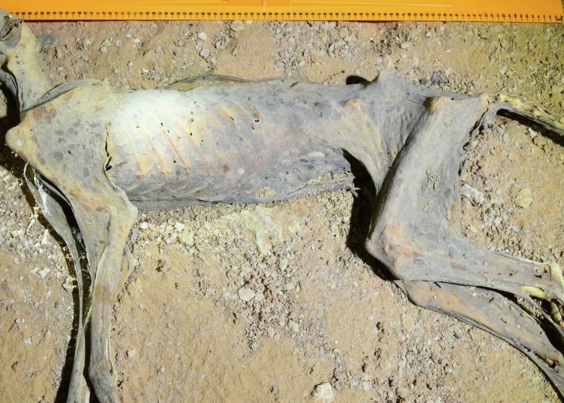 What the Cheetah Mummies Found in Arabian Caves Tell Us About Ancient Predators