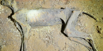 What the Cheetah Mummies Found in Arabian Caves Tell Us About Ancient Predators