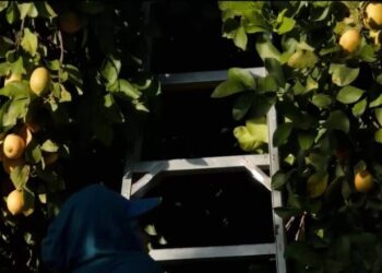 Before Urban Raids, Border Patrol Tested Tactics in California Farm Country