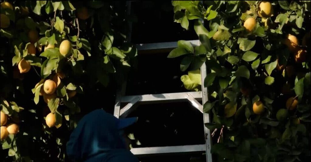 Before Urban Raids, Border Patrol Tested Tactics in California Farm Country