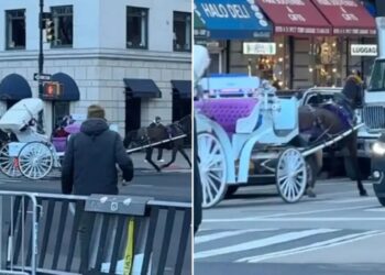 Wild video shows spooked NYC carriage horse running into Midtown traffic: ‘Reckless endangerment’