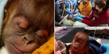 Baby orangutan born through highly unusual procedure at Tennessee zoo