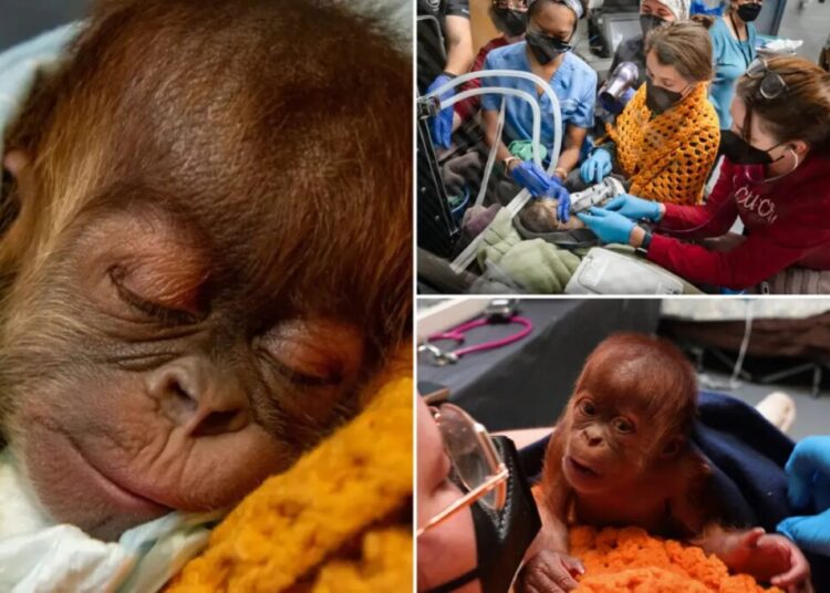 Baby orangutan born through highly unusual procedure at Tennessee zoo