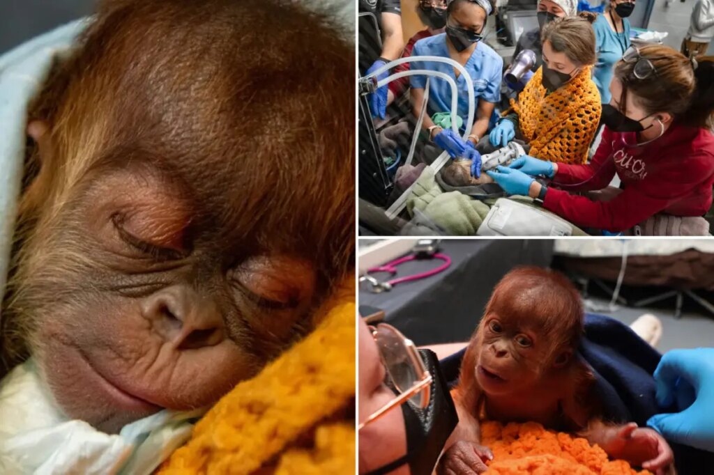 Baby orangutan born through highly unusual procedure at Tennessee zoo