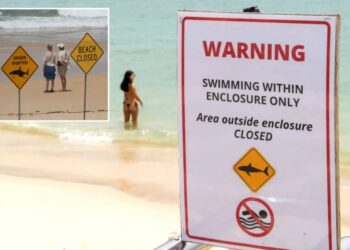 Surfer bitten in 4th shark attack off Australia’s east coast in 3 days