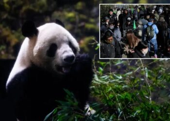 Last 2 pandas in Japan are leaving for China as ties are strained