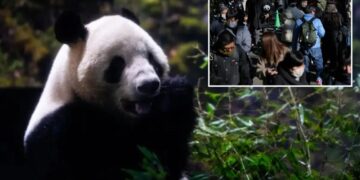 Last 2 pandas in Japan are leaving for China as ties are strained