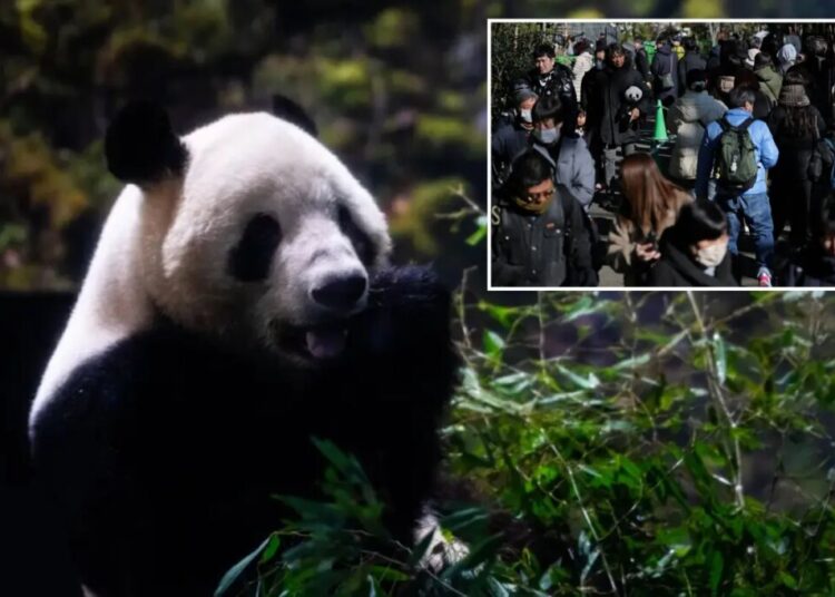 Last 2 pandas in Japan are leaving for China as ties are strained