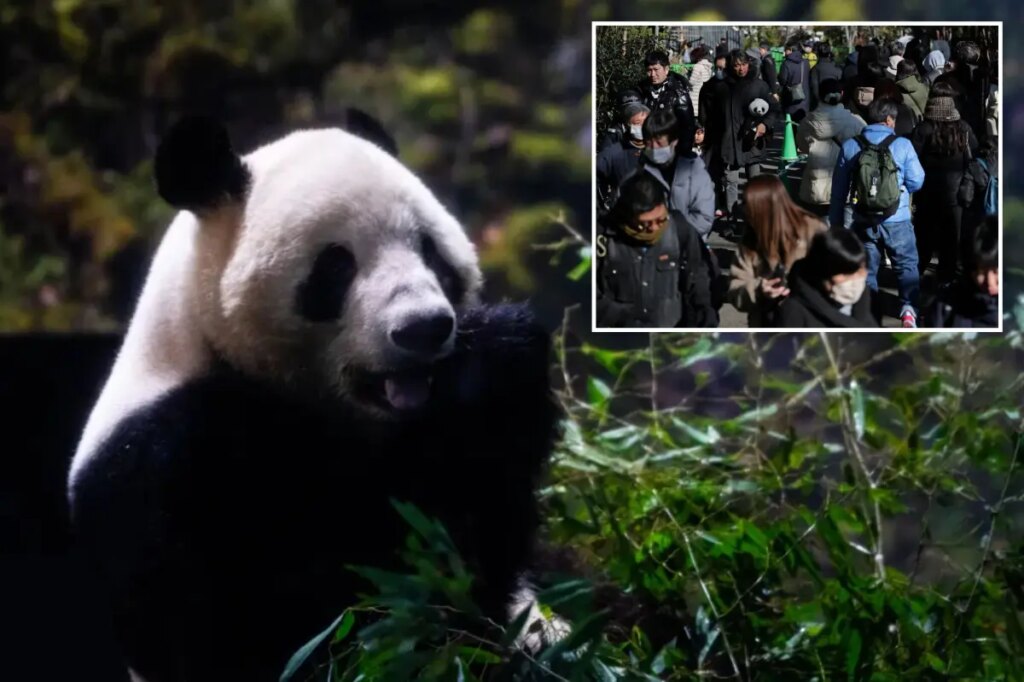 Last 2 pandas in Japan are leaving for China as ties are strained