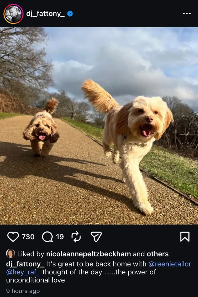 Two dogs walking and running on a gravel path, with a darker brown dog in the foreground looking at the camera and a lighter brown dog in motion in the midground with its mouth open.