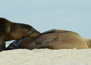 The Sea Lions of the Galápagos Are Not Ready to Stop Nursing