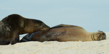 The Sea Lions of the Galápagos Are Not Ready to Stop Nursing