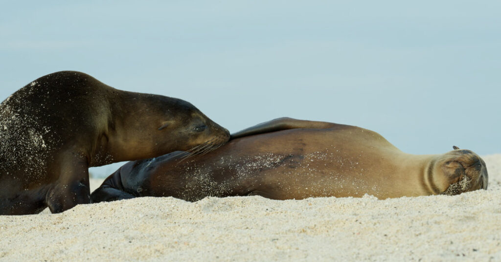 The Sea Lions of the Galápagos Are Not Ready to Stop Nursing