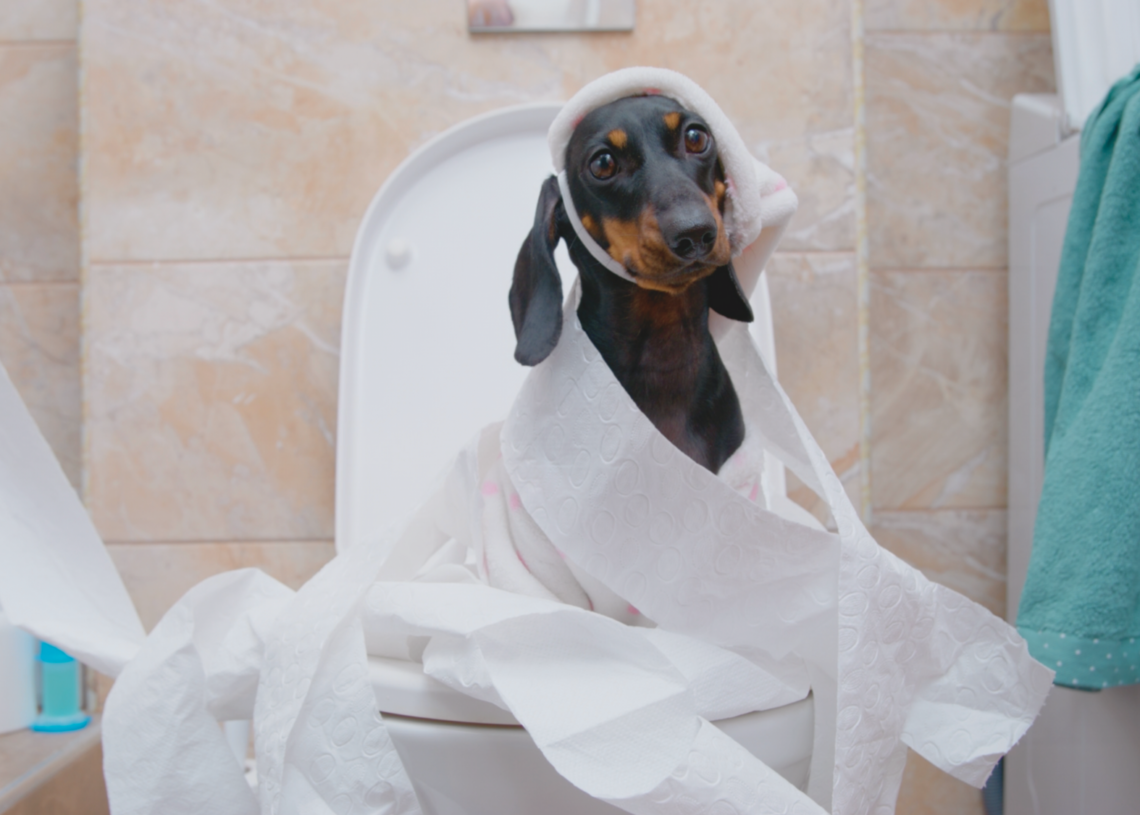 Your Dog’s Poop Has an Unexpected Effect on the Insects That Eat It