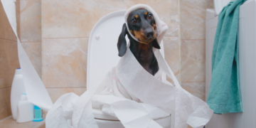 Your Dog’s Poop Has an Unexpected Effect on the Insects That Eat It