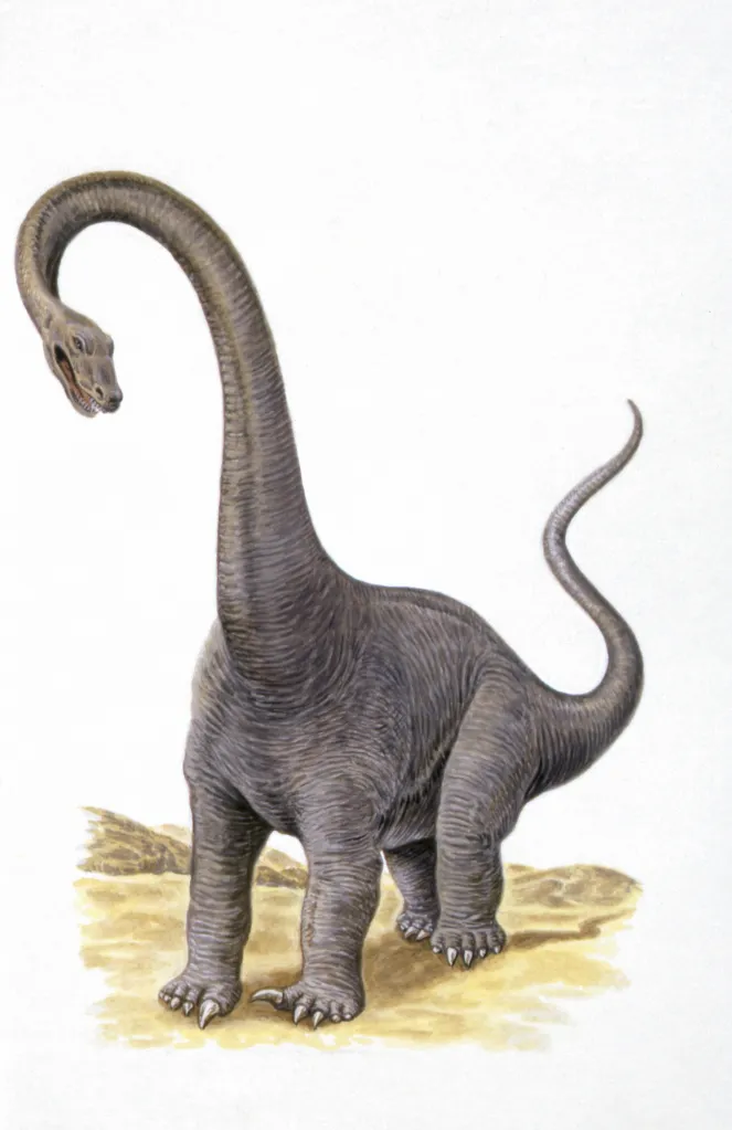 Illustration of a brown Diplodocus with a long neck and tail, standing on tan ground.