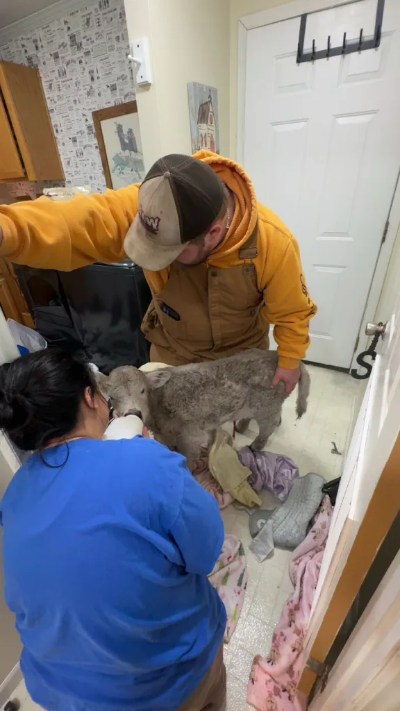 A man and woman feed a calf from a bottle.