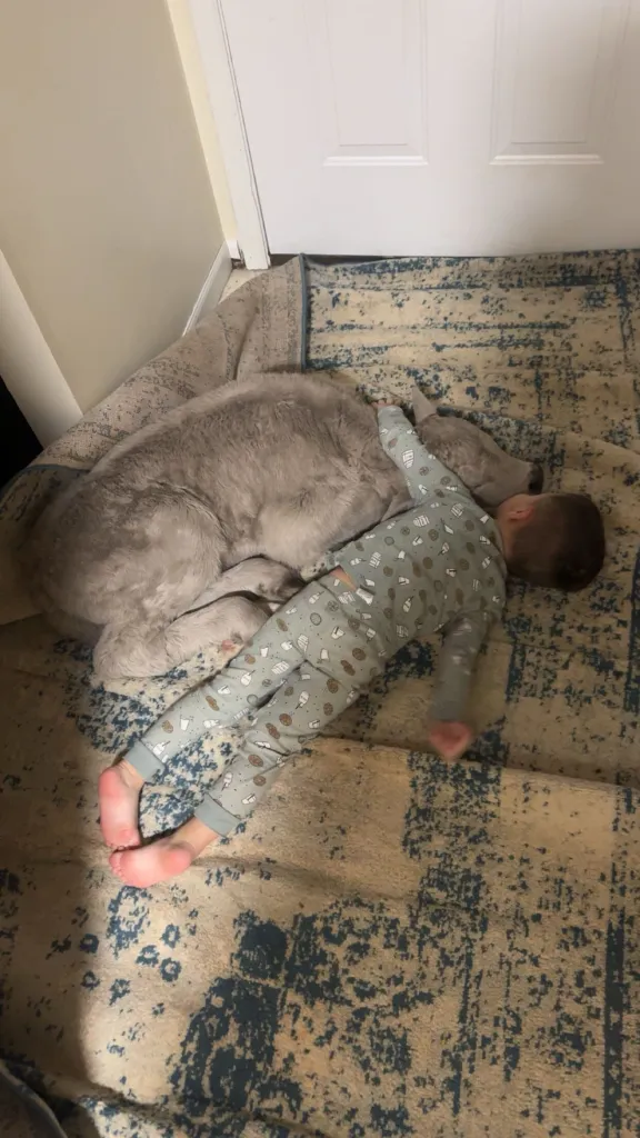 A young child in pajamas naps beside a newborn calf.
