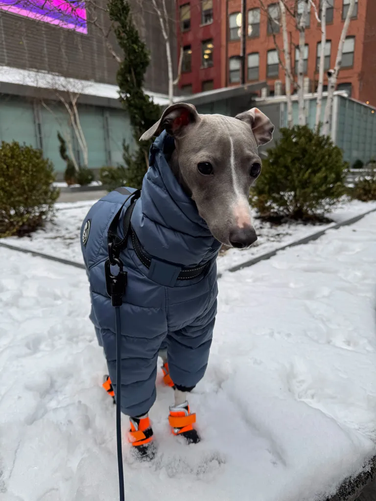 Greyhound dog, Greg, wearing a blue snowsuit and orange snow boots in New York City.