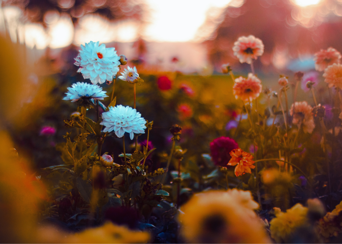 Plants Can Talk to Each Other When They Touch, and It Makes Them Stronger