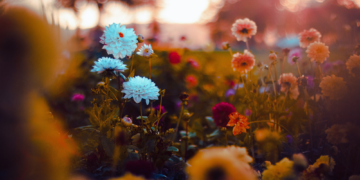 Plants Can Talk to Each Other When They Touch, and It Makes Them Stronger