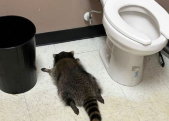 For 15 years, a neuroscientist has studied raccoon intelligence in Central Virginia. Then a drunk one passed out in a nearby liquor store
