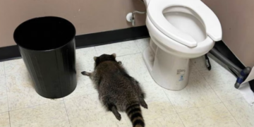 For 15 years, a neuroscientist has studied raccoon intelligence in Central Virginia. Then a drunk one passed out in a nearby liquor store