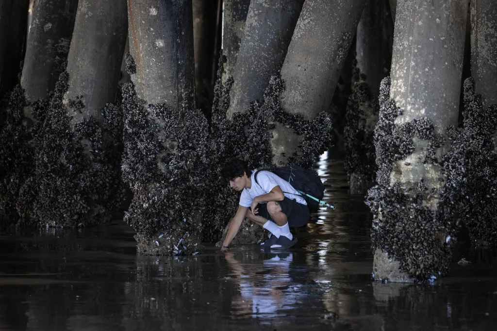 Chris Mendez digs for bait under the Santa Monica Pier.