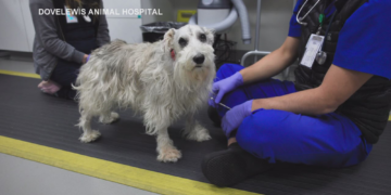 This Dog Got Rare, Dangerous Brain Surgery and It Saved His Life
